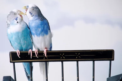 Hd Love Birds Images Wallpapers