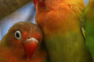 Lovebird Wallpapers Download Wallpapers 640x1136PX ~ Love Birds ...