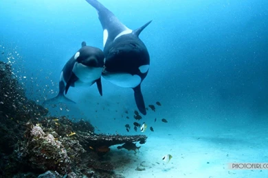 Live wallpaper for pc free download 005.jpg