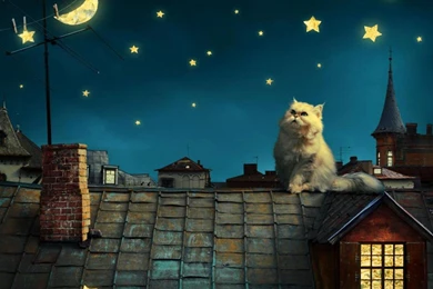 DREAM NIGHT WALLPAPER   (