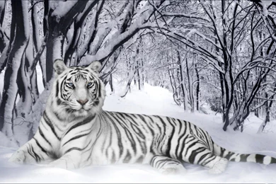 White Tiger In The Winter Wallpapers Wide Photos