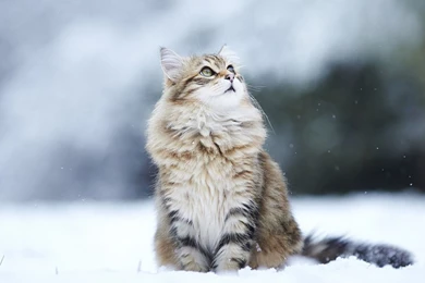 Winter Wallpapers Photos HD