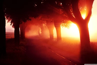 Download Red Sunset Tree Lined Road Wallpapers Wallpapers Widest