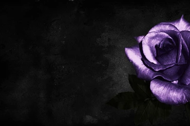 Free Rose Wallpapers