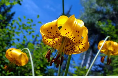 Moving Wallpapers Photo For Desktop   Uncalke.com