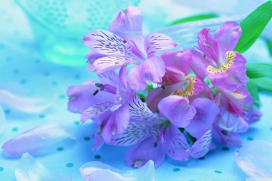 Light Purple Flowers HD Desktop Wallpapers : High Definition ...
