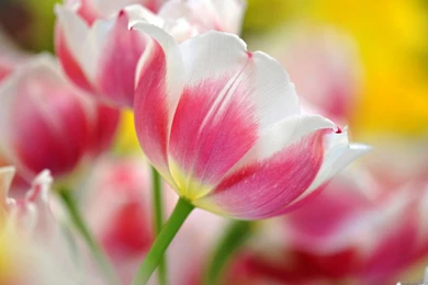 Hd Wallpapers Flowers Hd Widescreen Wallpapers Desktop Wallpapers ...