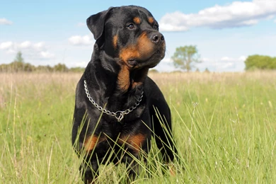 17 Rottweiler HD Wallpapers