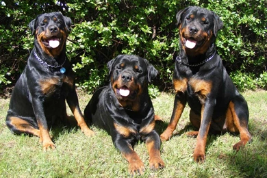 Rottweiler Dog Wallpapers – Daily Backgrounds In HD