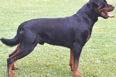 Rottweiler Dog Desktop Wallpapers