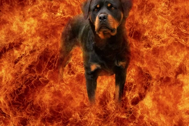 Rottweiler, Dog, Hd, Wallpaper, With, Beautiful, Background, Cute ...