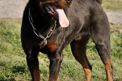 Rottweiler Dog New Images Desktop Backgrounds Dog Hd Wallpapers ...