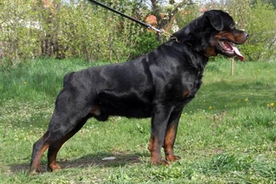 Rottweiler Dogs 30 Free Hd Wallpapers   DogBreedsWallpapers.com