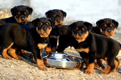 Rottweiler Puppies Photo And Wallpaper. Beautiful Rottweiler ...