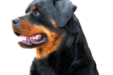 Beautiful Rottweiler   Rottweiler Wallpapers (13379005)   Fanpop