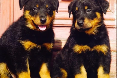 8589130491565 rottweiler dogs wallpaper hd.jpg