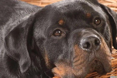 25 Rottweiler Dog High Quality HD Wallpapers :: Rottweiler Dogs Hd ...