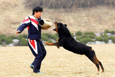 Rottweiler Dog angry top images hd wallpapers