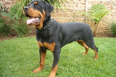 Best Rottweiler Dog Fresh Images High Resolution Rottweiler ...