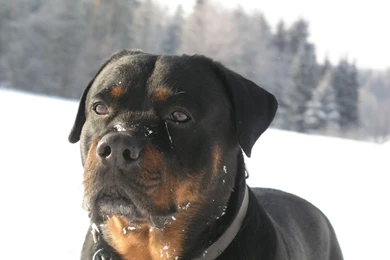 Winter Rottweiler Dog Photo And Wallpaper. Beautiful Winter ...