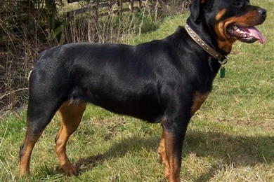 Rottweiler 197 High Resolution Wallpapers   DogBreedsWallpapers.com