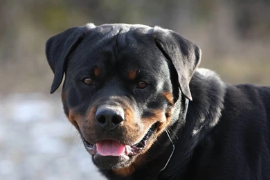 Rottweiler Dog Live Wallpapers   Android Apps On Google Play