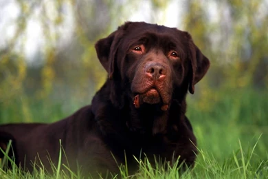 Rottweiler Dogs 31 Free Hd Wallpapers   DogBreedsWallpapers.com