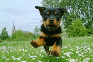 Download Dogs Dogs Puppy Of Rottweiler Is Flying Wallpapers