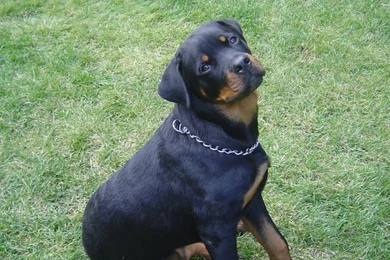 Rottweiler Puppies With Funny Quotes. QuotesGram