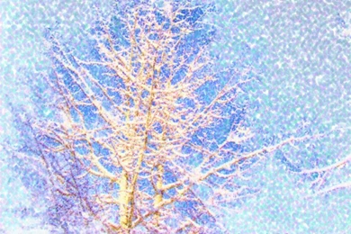 Arride Graphics: SnowTree Desktop Wallpapers 800x600