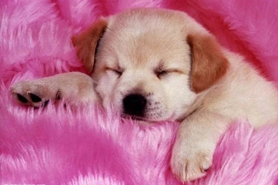 Pink Wallpapers Stunning L5A » WALLPAPERUN.COM