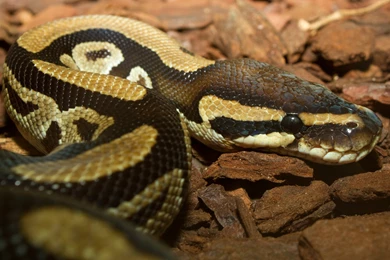Ball Python Wallpaper.