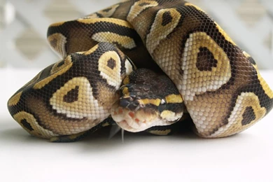 Ball Python Wallpapers HD Wallpaper Backgrounds Of Your Choice