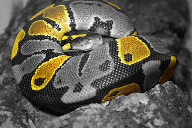 Ball Python Wallpaper.