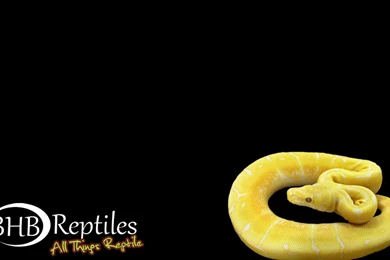 BHB Reptiles Downloadable Wallpapers