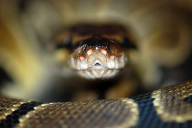 Ball Python Wallpaper.