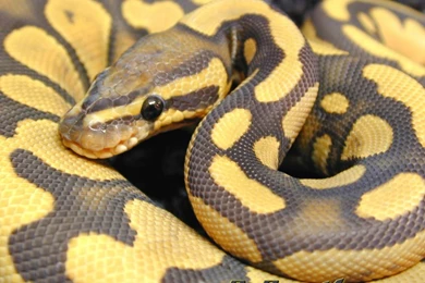 My Free Wallpapers Nature Wallpapers : Ball Python