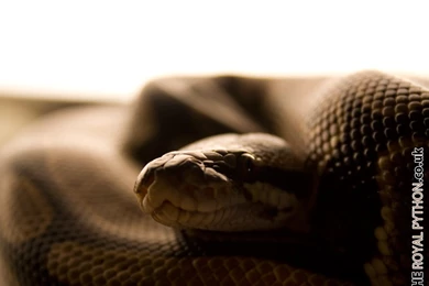 Royal Python Downloads The Royal Python.co.uk Royal Python ...