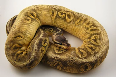 Yellow Belly Silver Streak Ball Python (id: 48460) – BUZZERG