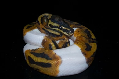 Piebald Ball Python Widescreen High Resolution Wallpapers Download ...
