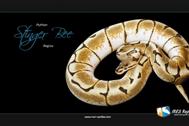 Fonds D'écran Python : Tous Les Wallpapers Python