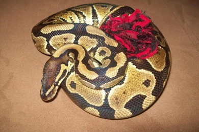 Baby Ball Pythons   Wallpaper.