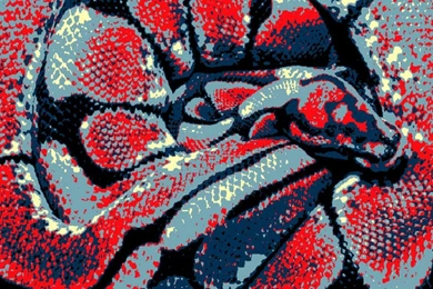 Spider Ball Python Wallpapers