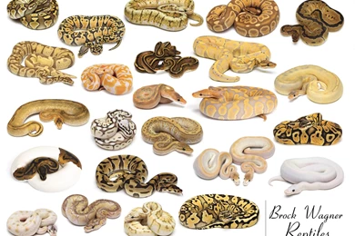 Ball Python Wallpapers
