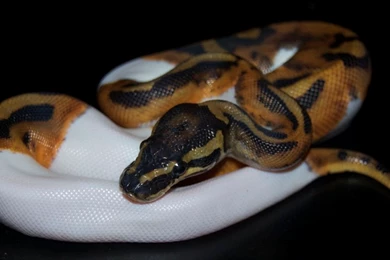 Piebald Ball Python II By Phoenix Cry On DeviantArt