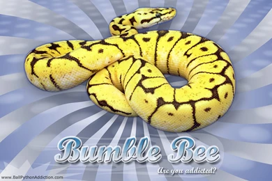 49 Vertigo Series WallpaperBall Python Bumble Bee Morph 777 ...