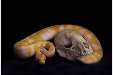 DeviantArt: More Like Albino Ball Python By Phoenix Cry
