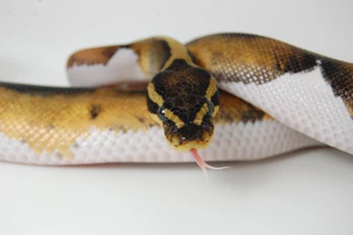 Piebald Ball Python II By Phoenix Cry On DeviantArt