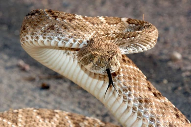 Desktop Ball Python Snake Pictures Dowload