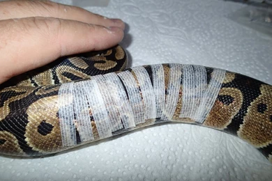 SAReptiles • View Topic   Treatment For Cut On Ball Python